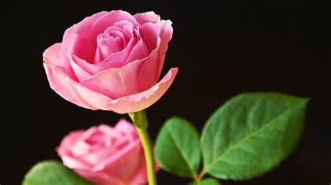 Best Pink Roses Wallpapers Hd Wallpapers Id 10844