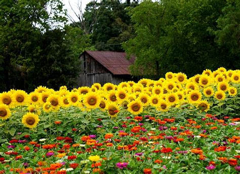 Sunflower Field Takes Over The Barn Photograph By Deborah Kilty