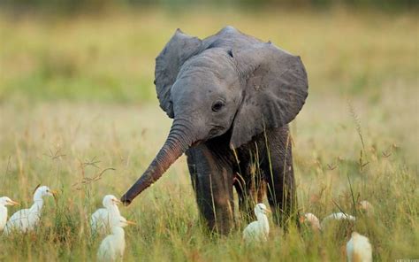 25 Baby Elephants That Will Make You Smile Mutually