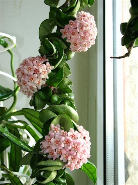 Asclepiadoideae hindu rope, krinkle kurls origin: Hoya Carnosa Compacta Care Tips You Wish You Knew Earlier
