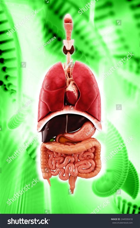 Human Anatomy Digestive System Cutaway Including 스톡 일러스트 244500418