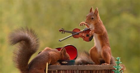 The Rodents Were Snapped Holding Mini Instruments After Being Lured