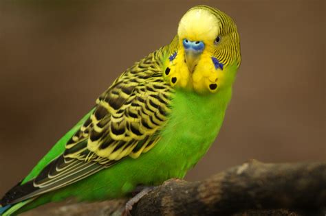 Australian Parakeet Exotic Birds