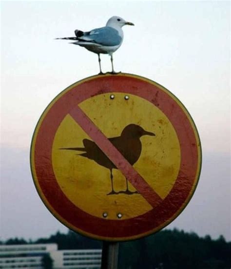 Funny Animal Signs 24 Photos Funcage