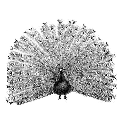 Peacock Peahen Silhouette Illustrations Royalty Free Vector Graphics