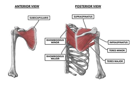 Crossfit Shoulder Muscles Part 3 The Rotator Cuff