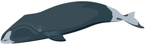 Right Whale Illustrations Royalty Free Vector Graphics And Clip Art Istock