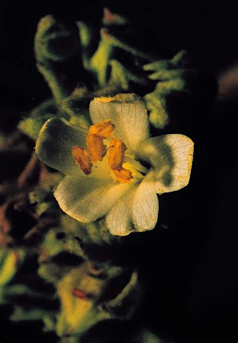 Waltheria Indica 25 Setiembre 1998