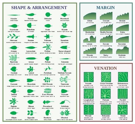 Glossary Of Leaf Morphology Wikipedia