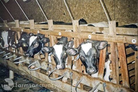 Factory Farms Baby Cows In Veal Crates Veal Calves Are Kept Inside In