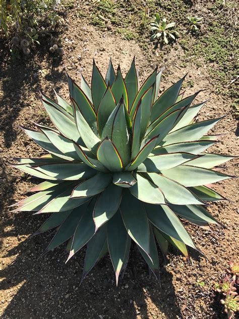 Agaves Plant Care And Collection Of Varieties