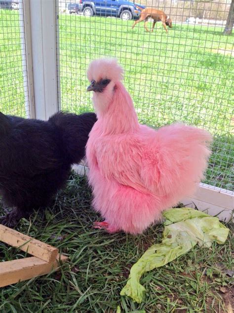 Silkie Colored Chickens Grown Up All Silkies However Have One Dermal Feature That Is Neither