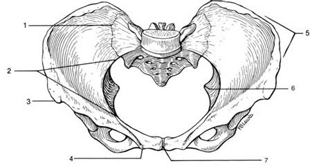 Bones Of The Pelvic Girdle Diagram Quizlet