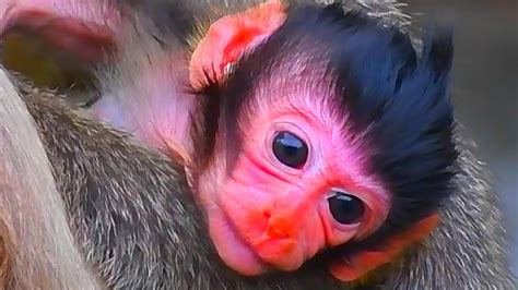 Cutest Moments Of Very Adorable Baby Monkey Animal Wildature Youtube