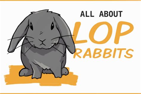 How To Care For Your Lop Eared Rabbit French Lop Rabbit English Lop