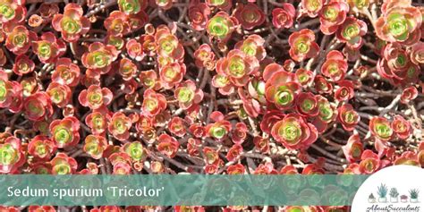 Sedum Spurium Tricolor Grow Care And Propagate About Succulents
