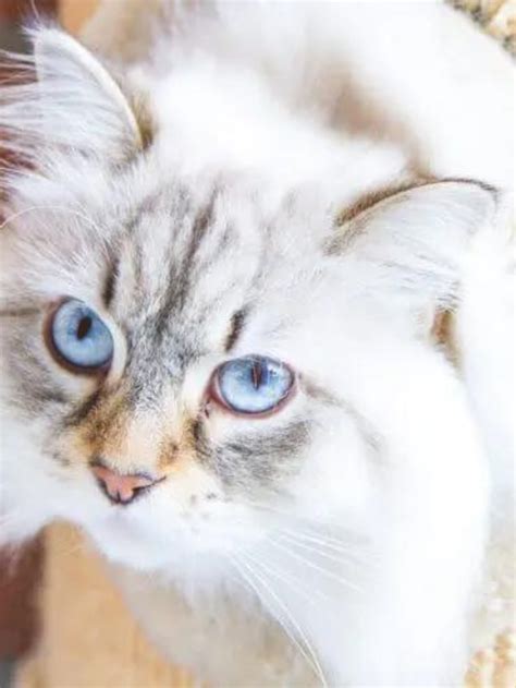 11 Adorable Traits Of A Siberian Cat Story The Discerning Cat