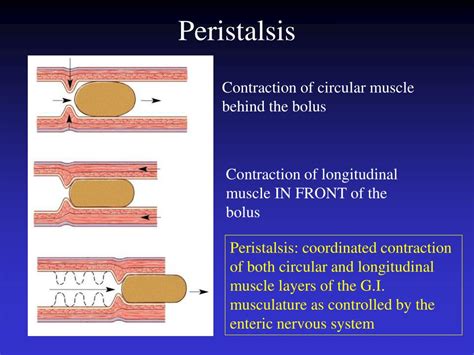Ppt The Gastrointestinal Tract Powerpoint Presentation Free Download