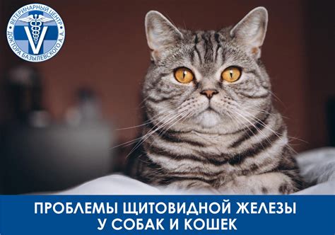 Проблемы щитовидной железы у собак и кошек - важно знать!