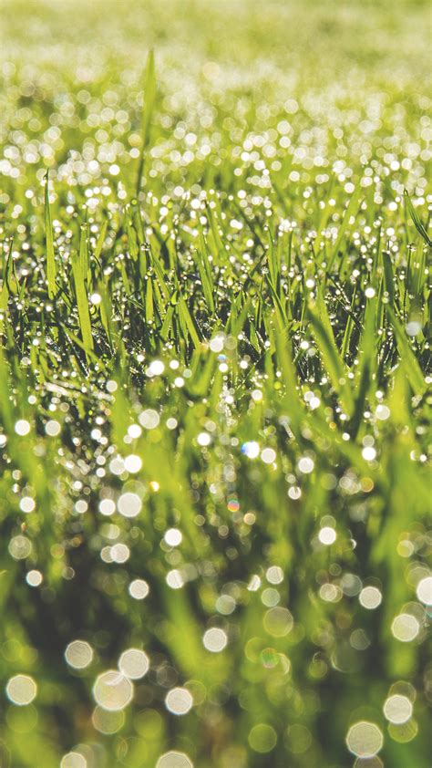 Lawn Green Spring Bokeh Light Android Wallpaper Android