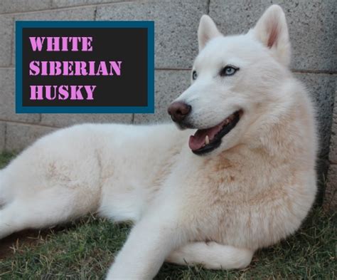 White Siberian And German Shepherd Husky Mix 6 Differences Petvet