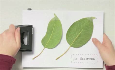 Herbarium etiketten vorlagen zum ausdrucken. Herbarium Deckblatt Vorlage Zum Ausdrucken Kostenlos