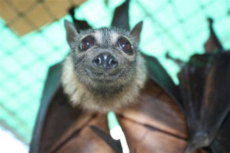 Smiling Bat Cute Bat Bumblebee Bat Bat
