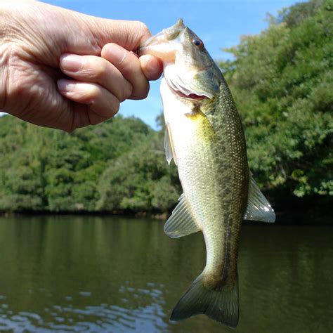 A Complete Guide To Texas Bass Fishing