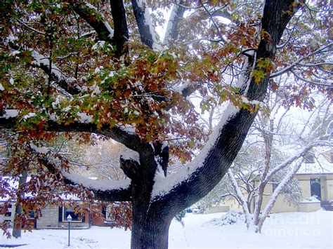 Late Fall Early Winter Photograph By Nancy Kane Chapman Fine Art America
