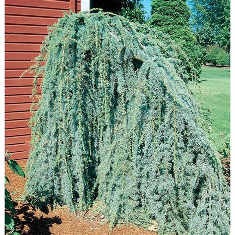 127 Gallon Weeping Blue Atlas Cedar Feature Tree In Pot With Soil