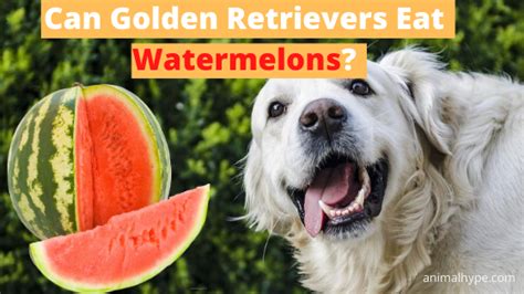 So when it comes to the question can cats eat apples? the answer is definitely yes, as long as you keep in mind a few simple safety guidelines. Can Golden Retrievers Eat Watermelons? What about rind and ...