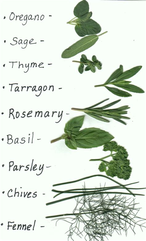 Types Of Herbs For Garden2 Herbs Indoor Herb Garden Planting Herbs