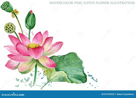 Pink Lotus Watercolor Botanical Illustration Stock Illustration