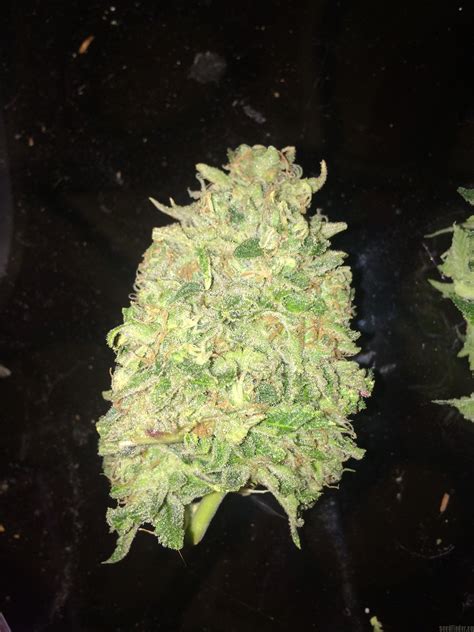 Star Dawg Greenpoint Seeds Cannabis Strain Gallery