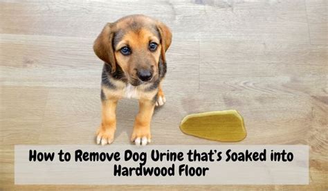 How To Get Dog Urine Out Of Hardwood Floors Smell And Stain