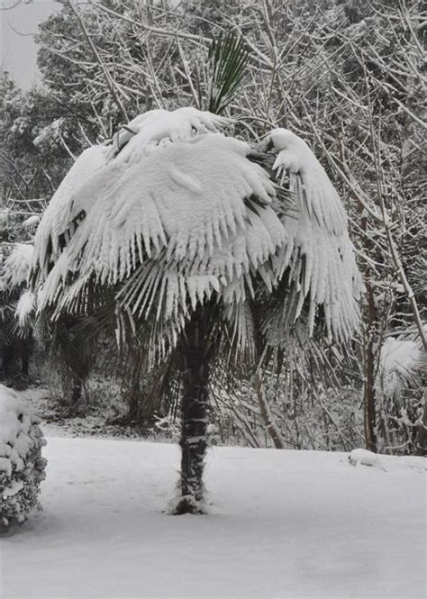 Winter Snow ~ On A Palm Tree Wow Trees To Plant Winter Beauty