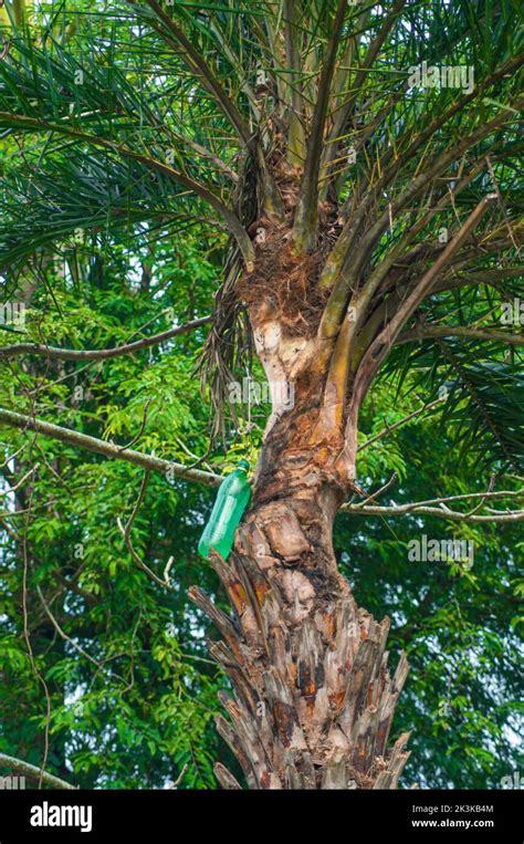 Date Palm Sap Is Collected By Shaving The Date Palm Tree The Date