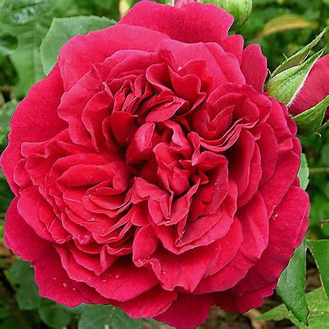 Garden Rose Tess Red Wholesale Blooms By The Box