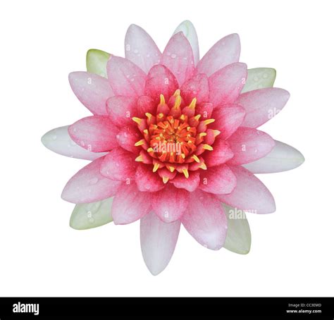 Pink Lotus Water Lily Isolated On White Background Stock Photo Alamy