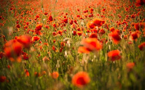 Field Of Red Poppies Wallpapers And Images Wallpapers