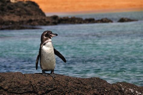 11 Unique Animals You Have To See In The Galapagos Islands Ecuador