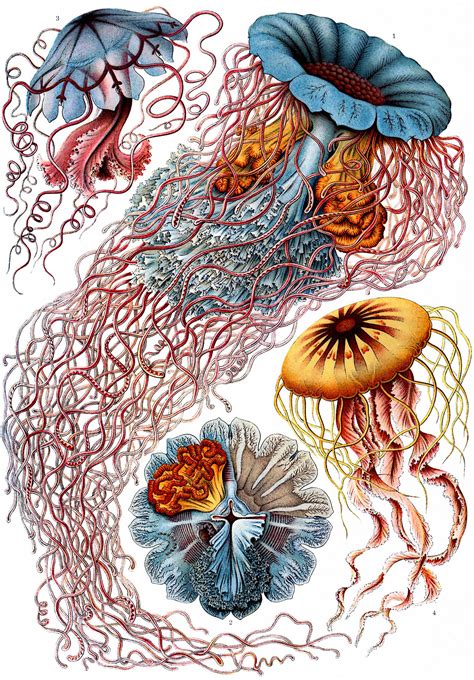 The Art And Science Of Ernst Haeckel A Compendium Colossal