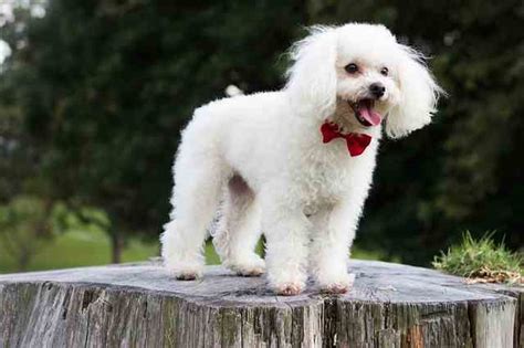 Toy Poodle Is This The Right Breed For You