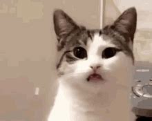 Stare Cat Stare GIF Stare Cat Stare Staring Cat Discover Share GIFs