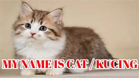 My Name Is Cat Kucing Suara Kucing Lucu Sekali Meong Meong Youtube