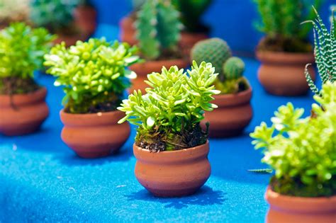 See the best & latest discount plants near me on iscoupon.com. Get Garden Ready At The Spring Plant Sale