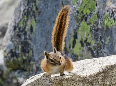 Yellow Pine Chipmunk Project Noah