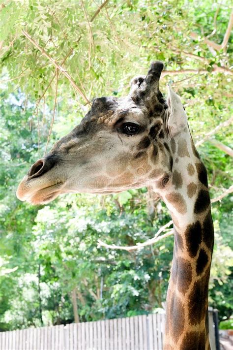 Cute Giraffe Head Close Up Stock Photo Image Of Mammal 121561082