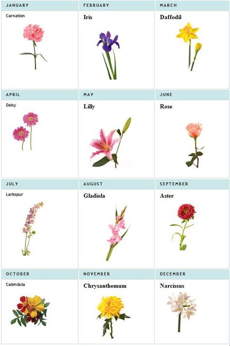 Birth stones and birth flowers kiwi families sugar and charm s edible flower chart birth month flowers fact information truth. Birth Flowers | Birth flower tattoos, Birth month flowers ...