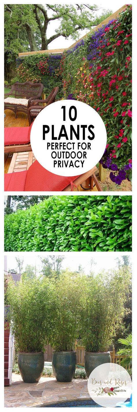 11 Privacy Plants To Block Neighbors View Ideas Privacy Plants